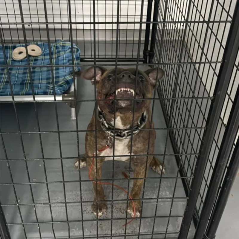 An adult small-sized female Brown / Chocolate Terrier dog named Keeper for adoption in St. Louis, MO