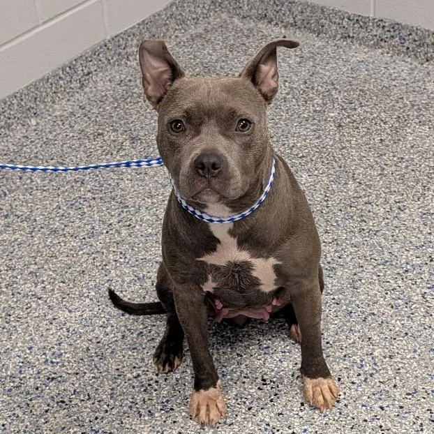 An adult medium-sized female Gray / Blue / Silver American Staffordshire Terrier dog named Lemonade for adoption in Greenville, SC