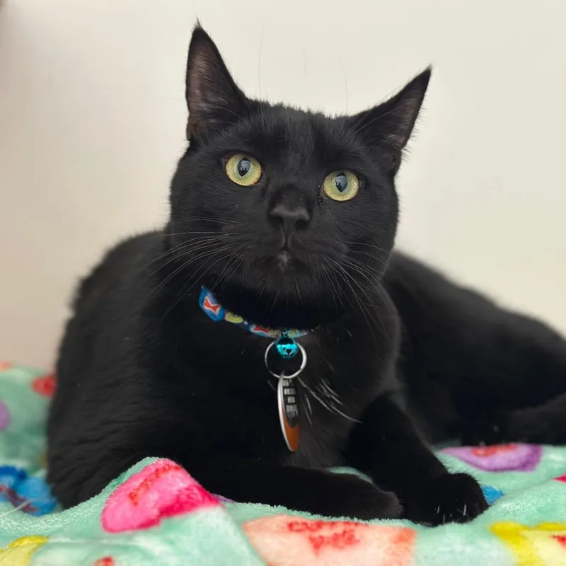An adult small-sized male Black Domestic Short Hair cat named CO Hadrick for adoption in Port Washington, NY