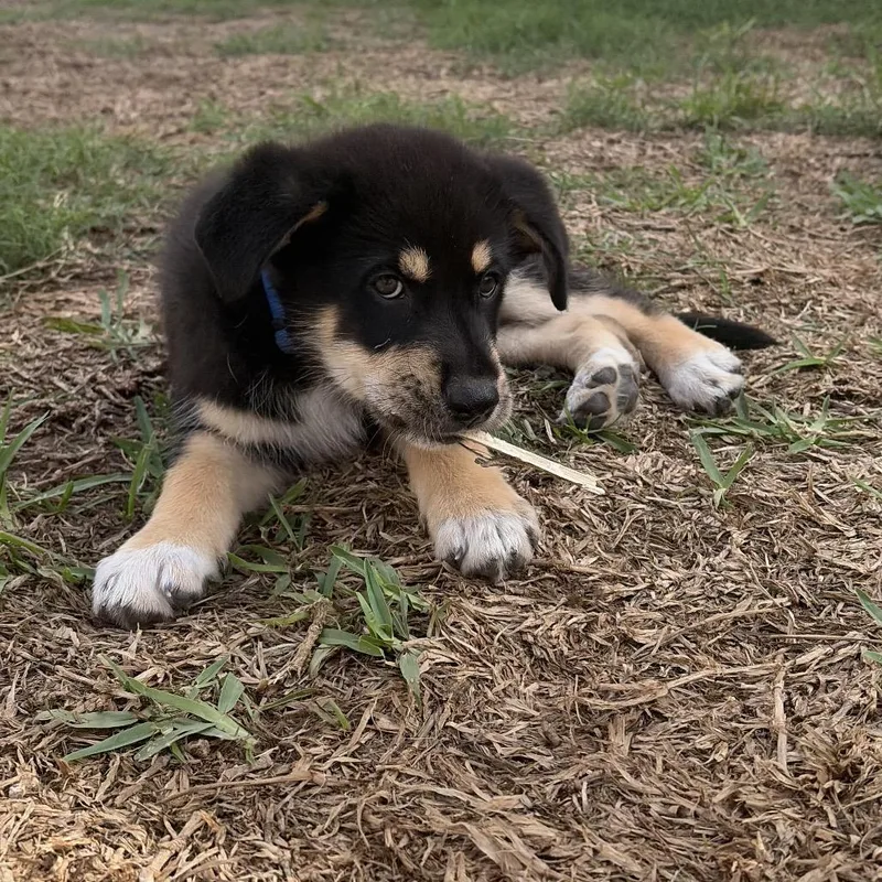 A baby large-sized male Border Collie dog named Frankie for adoption in Brownsville, TX