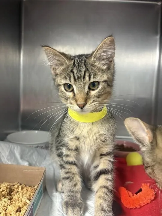A young small-sized male Tabby (Brown / Chocolate) Domestic Short Hair cat named Chili for adoption in Cincinnati, OH