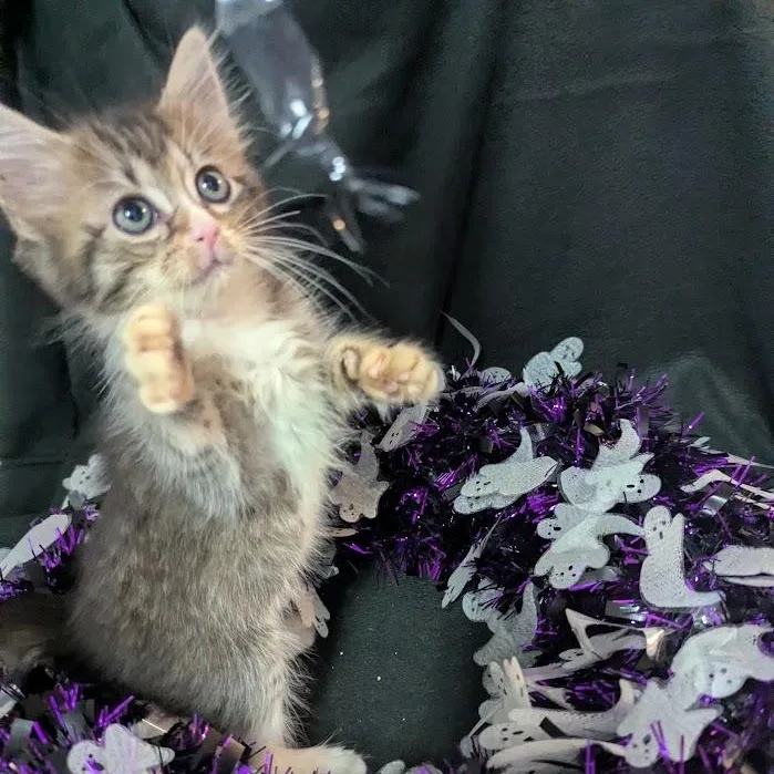 A baby small-sized female Tabby (Brown / Chocolate) Domestic Long Hair cat named Sally for adoption in Haddon Heights, NJ