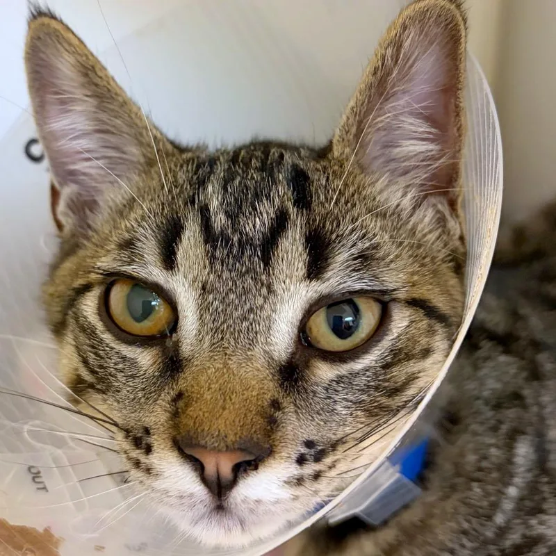 A baby medium-sized male Domestic Short Hair cat named Shock for adoption in Woodinville, WA