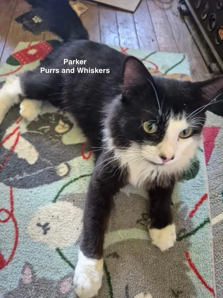 A young medium-sized male Domestic Short Hair cat named Parker for adoption in New Hartford, NY