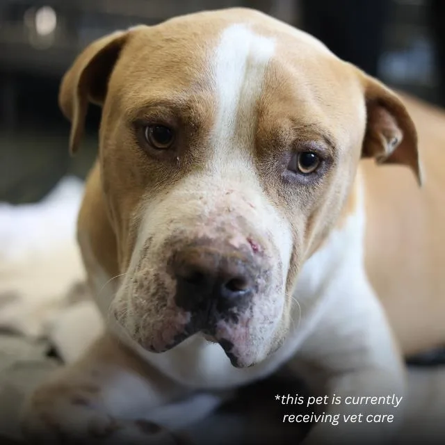 A young large-sized male American Staffordshire Terrier dog named Chunk for adoption in San Antonio, TX