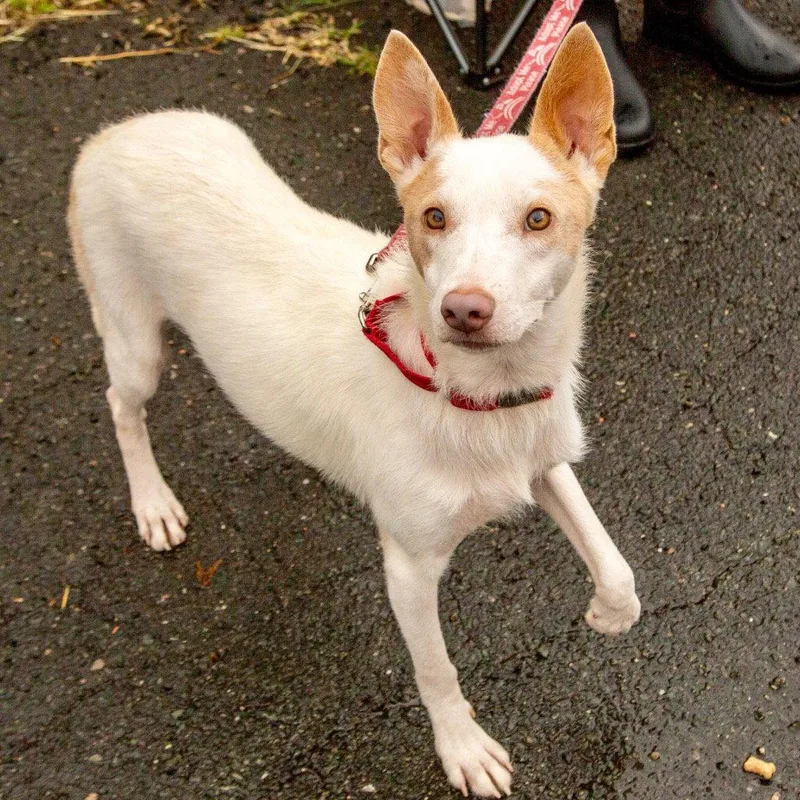 A young medium-sized female Australian Cattle Dog / Blue Heeler dog named Flora for adoption in Bloomfield, CT