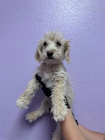 A baby small-sized male White / Cream Terrier dog named 60830873 for adoption in El Paso, TX