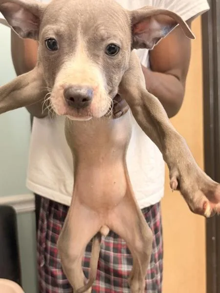 A baby small-sized female Pit Bull Terrier dog named Dorthy for adoption in Mobile, AL
