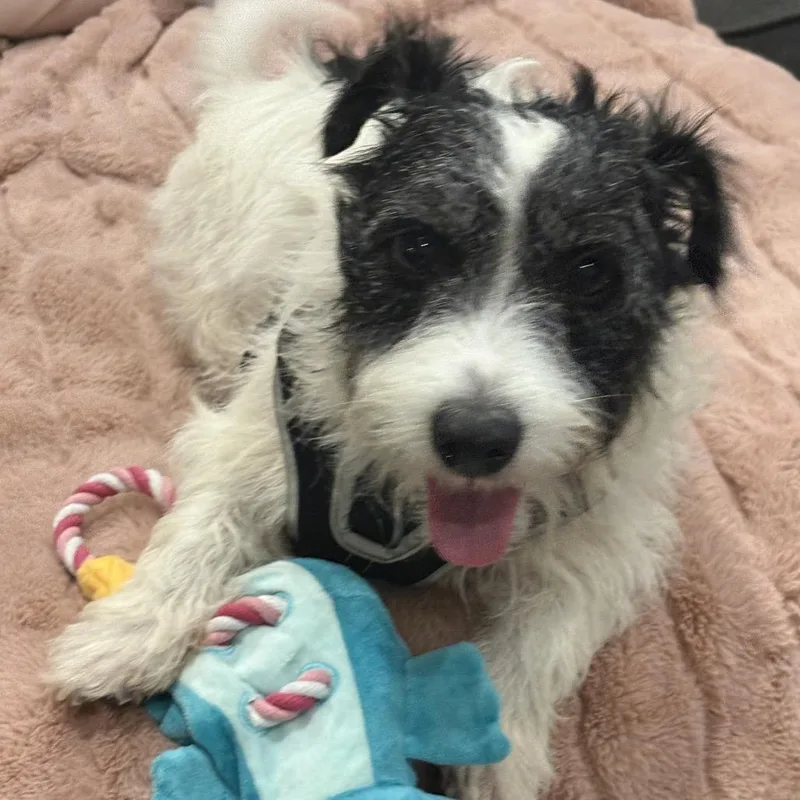 Marshall Lee thumbnail 3