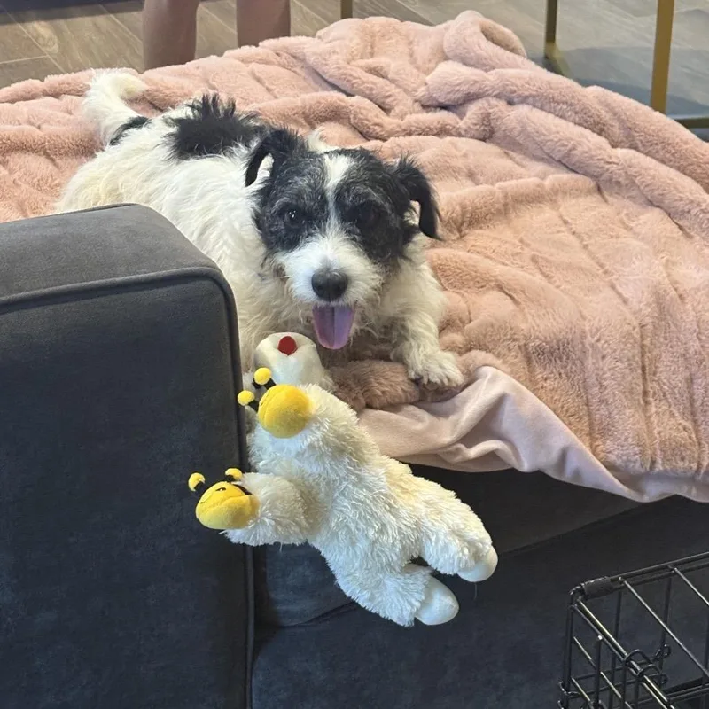 Marshall Lee thumbnail 5