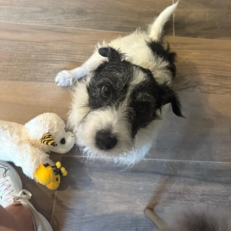 Marshall Lee thumbnail 6