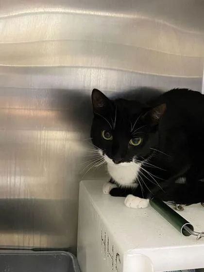 A young medium-sized female Domestic Short Hair cat named Tempo for adoption in Daytona Beach, FL