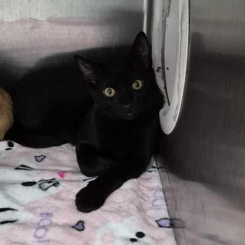 A baby medium-sized male Black Domestic Short Hair cat named Psalm for adoption in Ardmore, OK