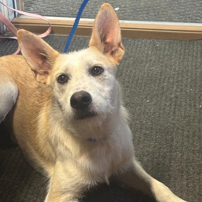 A young medium-sized male Terrier dog named Cooper for adoption in Enterprise, AL