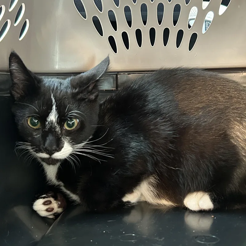 A baby small-sized male Black & White / Tuxedo American Shorthair cat named Toothless for adoption in bronx, NY