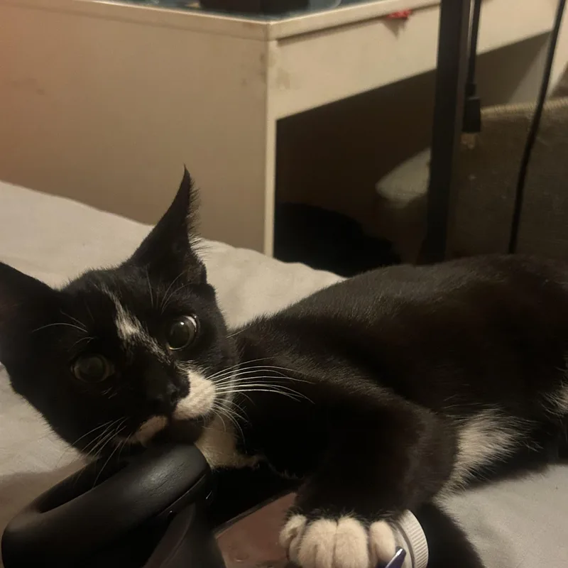 Toothless thumbnail 5