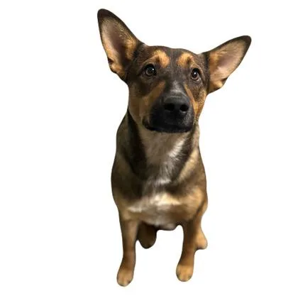 An adult medium-sized male German Shepherd Dog dog named Tristan for adoption in Red Bluff, CA
