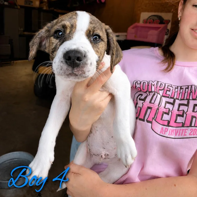 A baby small-sized male Brindle Pit Bull Terrier dog named Remy for adoption in Northville, MI