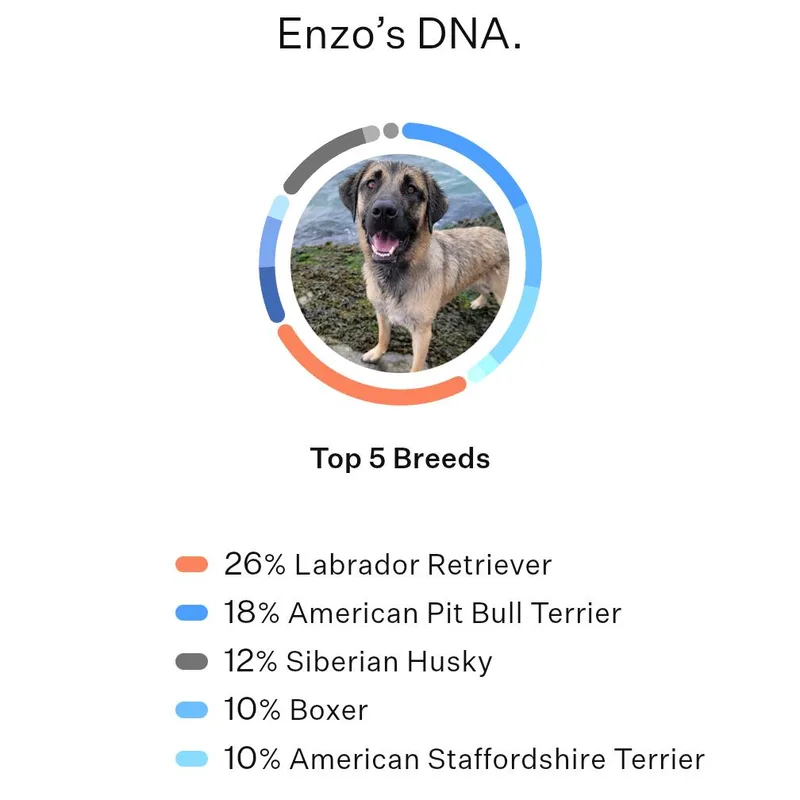 An adult large-sized male Yellow / Tan / Blond / Fawn Labrador Retriever dog named Enzo for adoption in Blairsville, GA