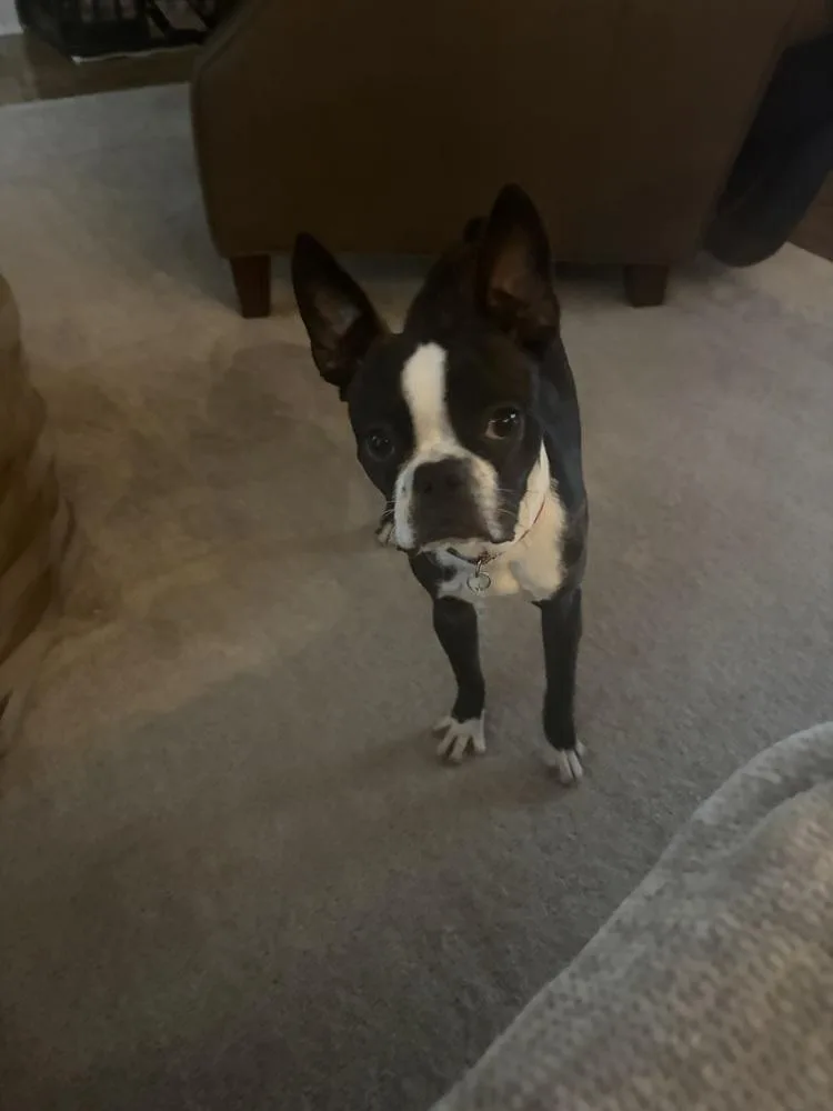 A baby small-sized female Boston Terrier dog named Star for adoption in Jackson, TN