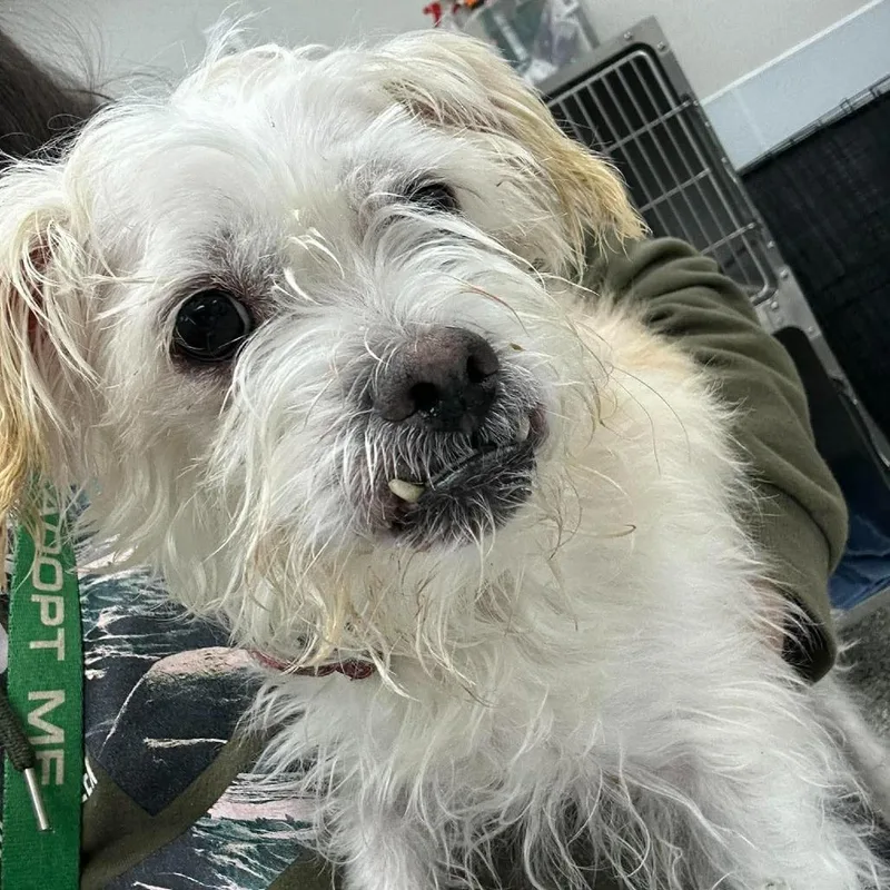 An adult small-sized female White / Cream Mixed Breed dog named Eliana for adoption in Fredericksburg, VA