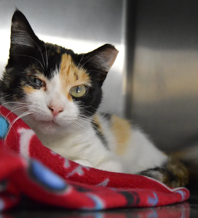 An adult medium-sized female Calico Domestic Short Hair cat named Rachel for adoption in House Springs, MO