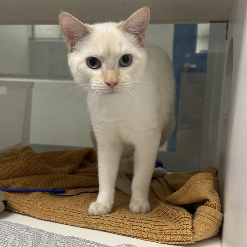 A baby small-sized male Domestic Short Hair cat named Snow for adoption in Manassas, VA