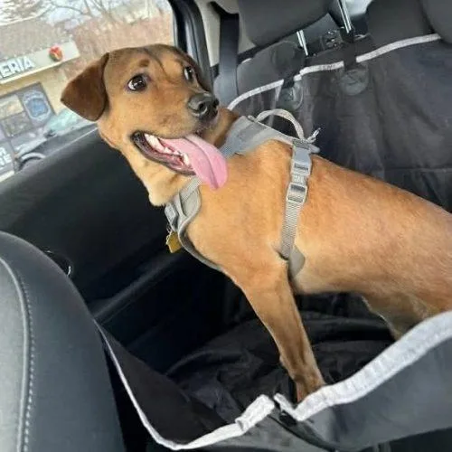 A young medium-sized male Apricot / Beige Mixed Breed dog named Stanley for adoption in Verona, NJ