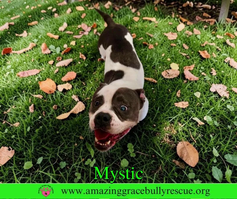 An adult medium-sized female American Bulldog dog named Mystic for adoption in Pensacola, FL