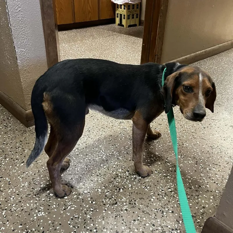 An adult medium-sized male Black Beagle dog named Copper for adoption in Stilwell, OK