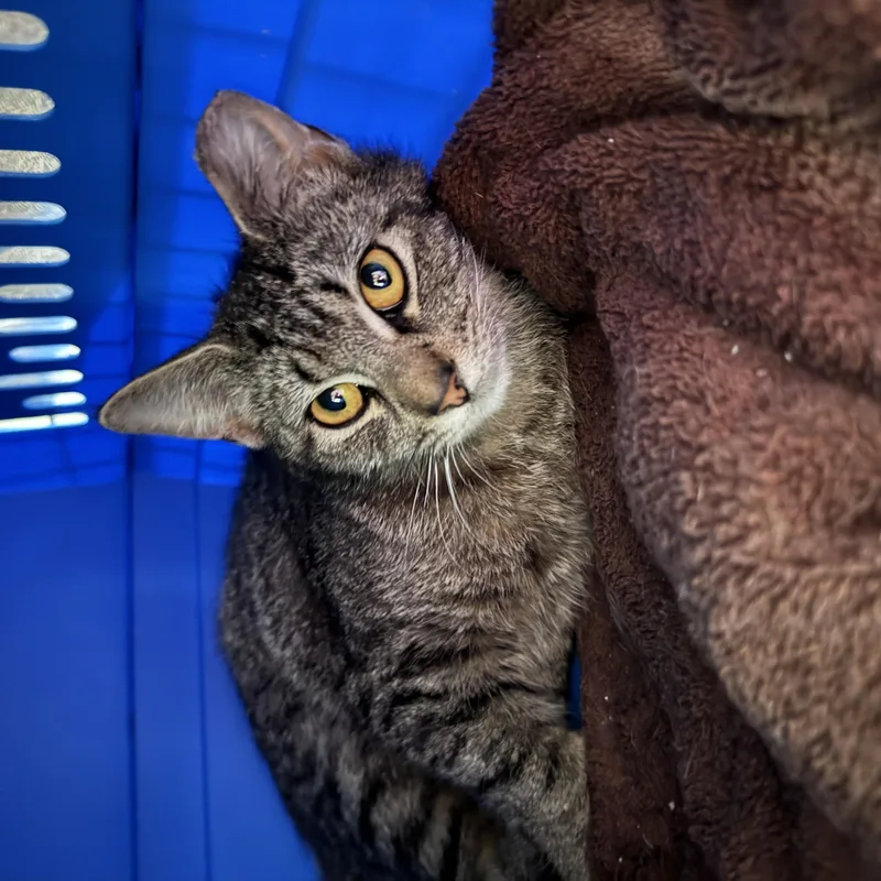 A young medium-sized female Tabby (Brown / Chocolate) Domestic Short Hair cat named Honey for adoption in Pottstown, PA