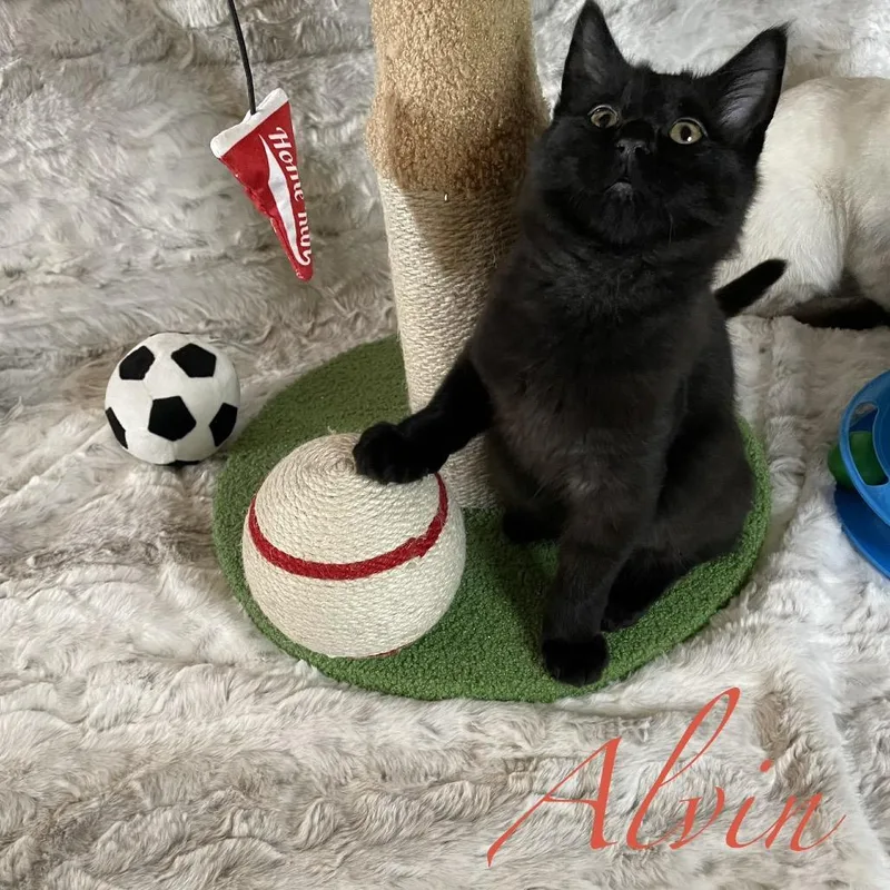 A baby small-sized male Black Domestic Medium Hair cat named Alvin for adoption in Spokane, WA