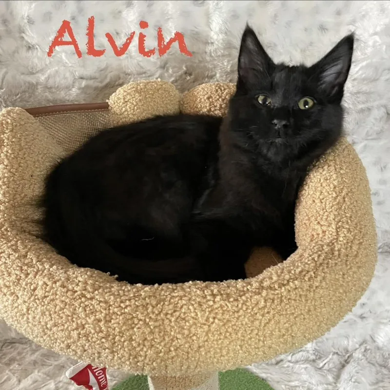 Alvin thumbnail 2