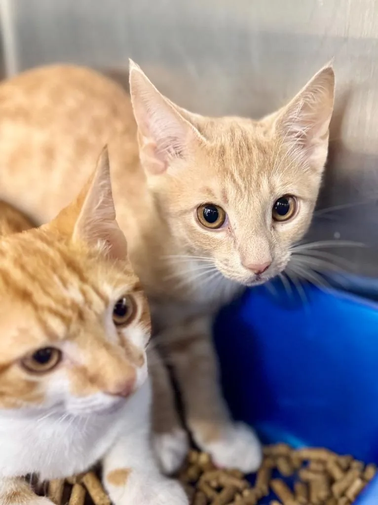 A baby medium-sized male Domestic Short Hair cat named Snoop for adoption in Danielsville, GA