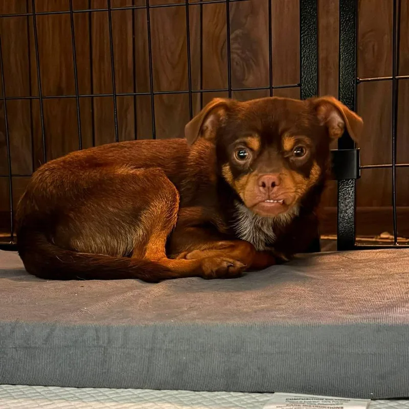 An adult small-sized male Brown / Chocolate Chihuahua dog named Benson for adoption in Olathe, KS