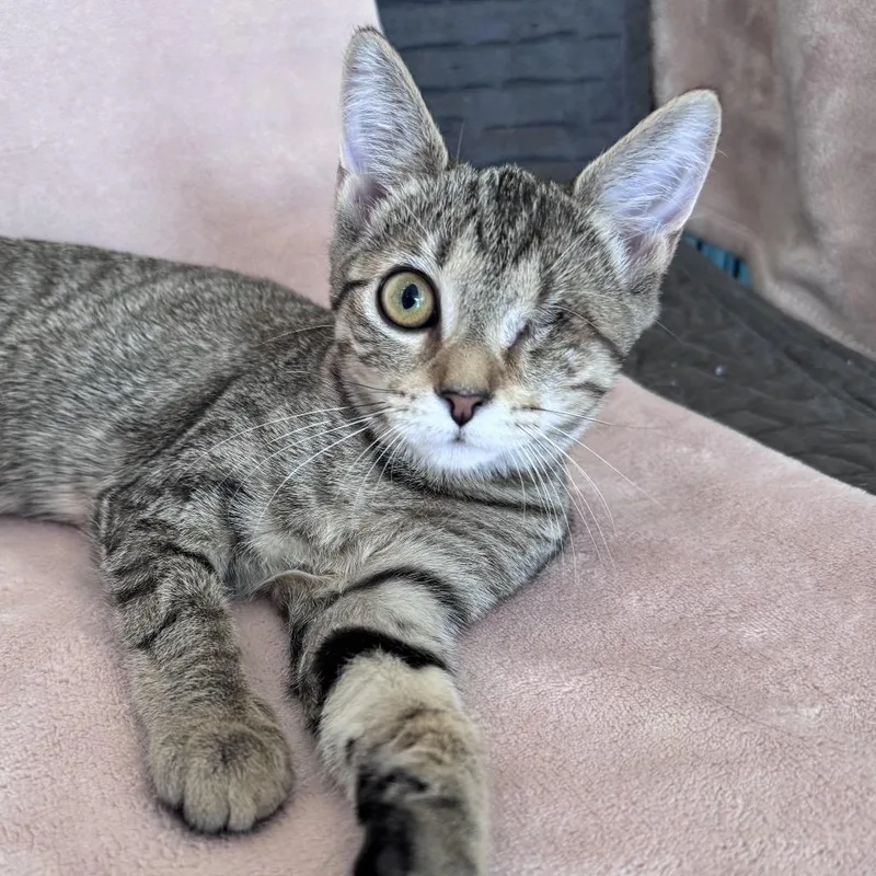 A baby small-sized female Domestic Short Hair cat named Sylvie Rose for adoption in Chapel Hill, NC
