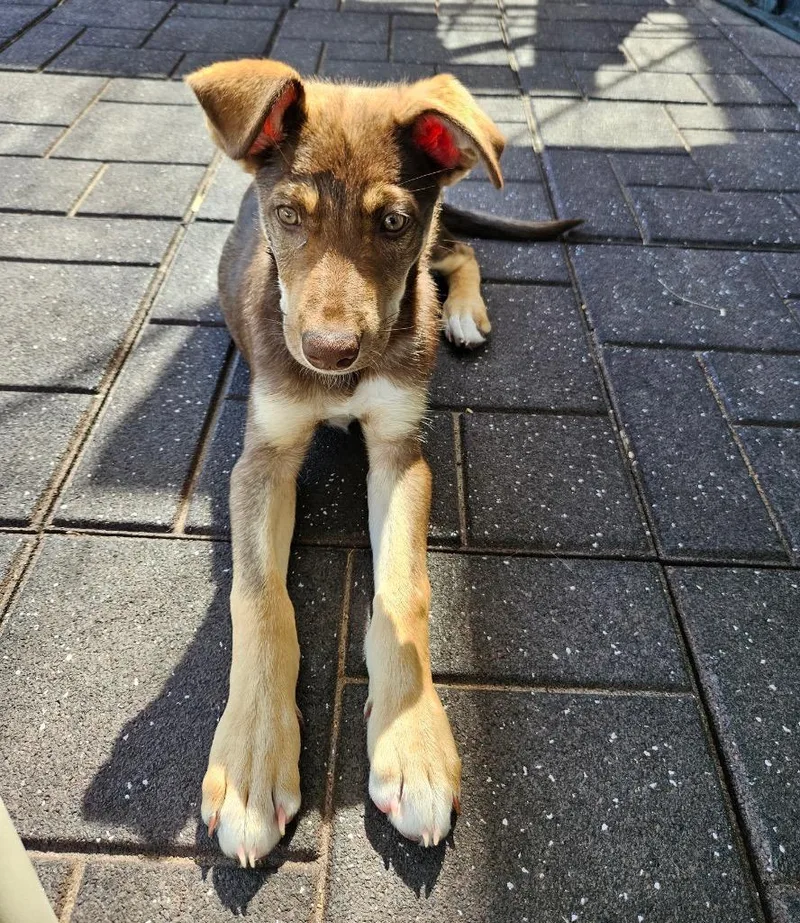 A baby medium-sized male Shepherd dog named Sharkey for adoption in Fort Lupton, CO