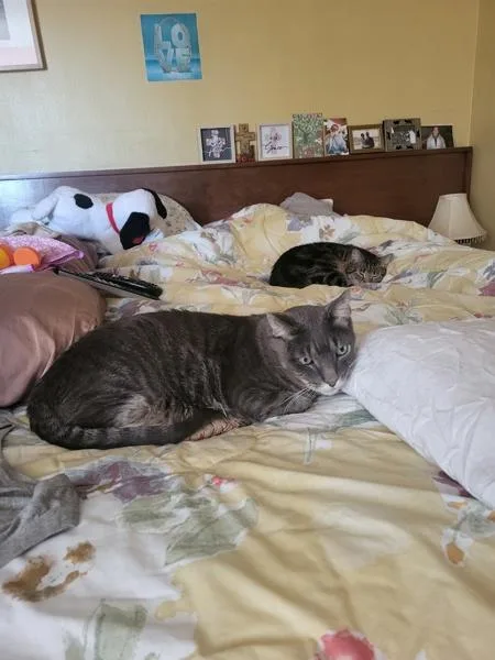 An adult medium-sized male Domestic Short Hair cat named Marsala for adoption in New York, NY