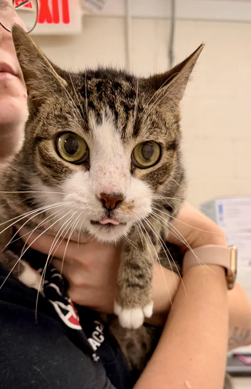 A senior medium-sized male Tabby (Brown / Chocolate) Domestic Short Hair cat named Jacy Luna for adoption in Athens, GA