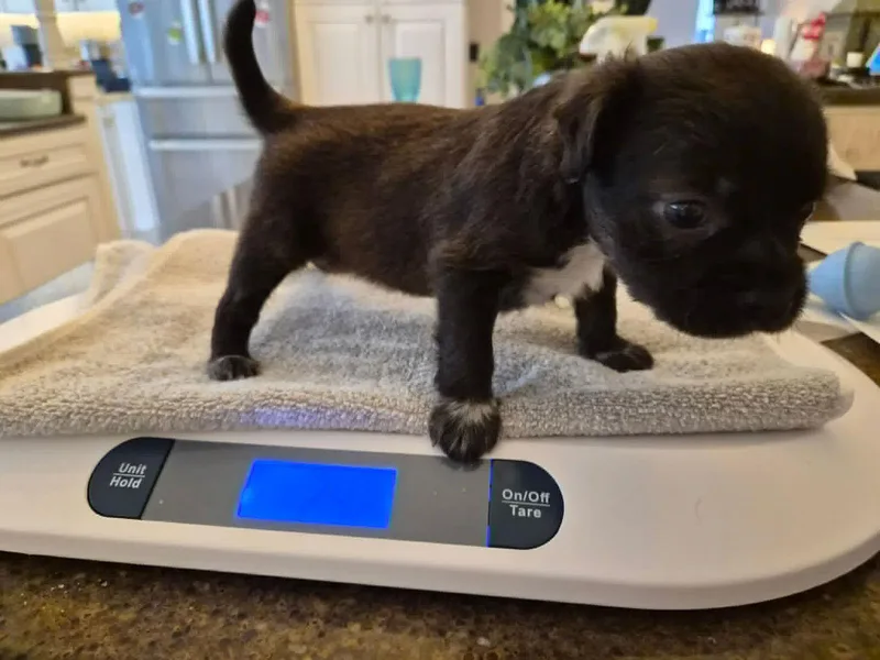 Little Lulu  Zoey's thumbnail 2