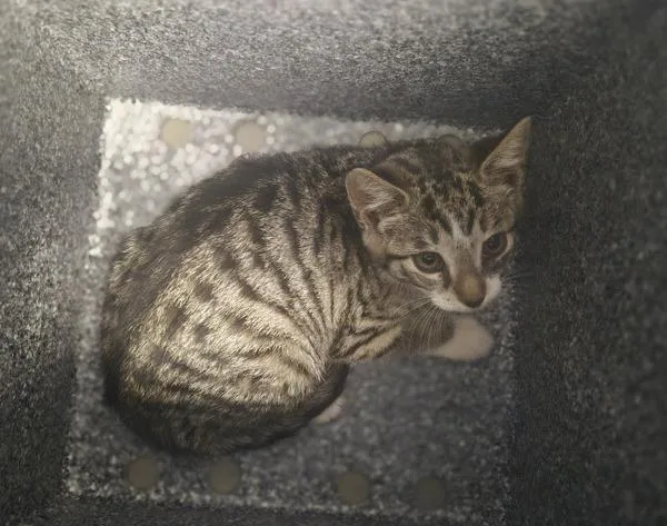 A baby medium-sized female Domestic Short Hair cat named Vespa for adoption in Staten Island, NY
