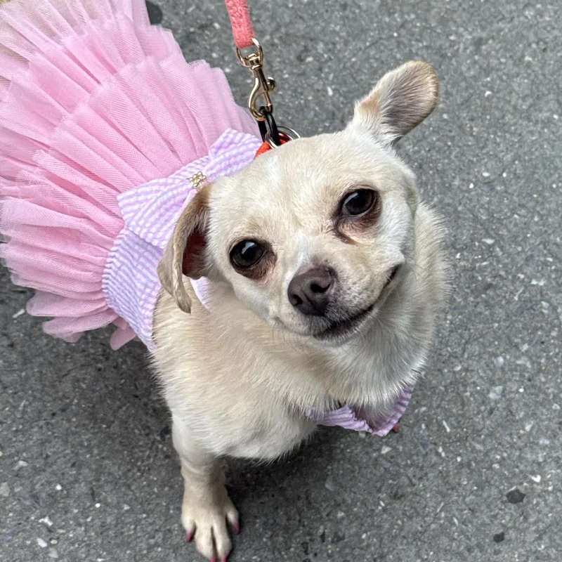A young small-sized female Yellow / Tan / Blond / Fawn Chihuahua dog named Rhubarb for adoption in Brooklyn, NY