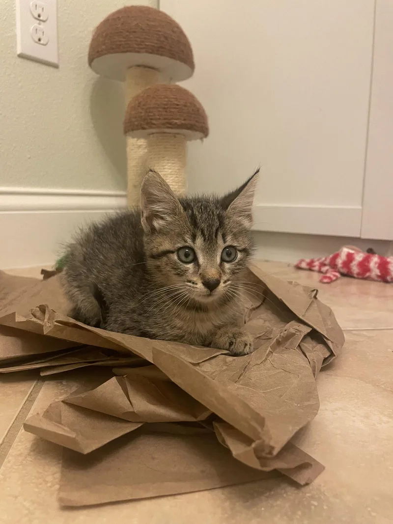 A baby medium-sized female Domestic Short Hair cat named Chica for adoption in Wesley Chapel, FL