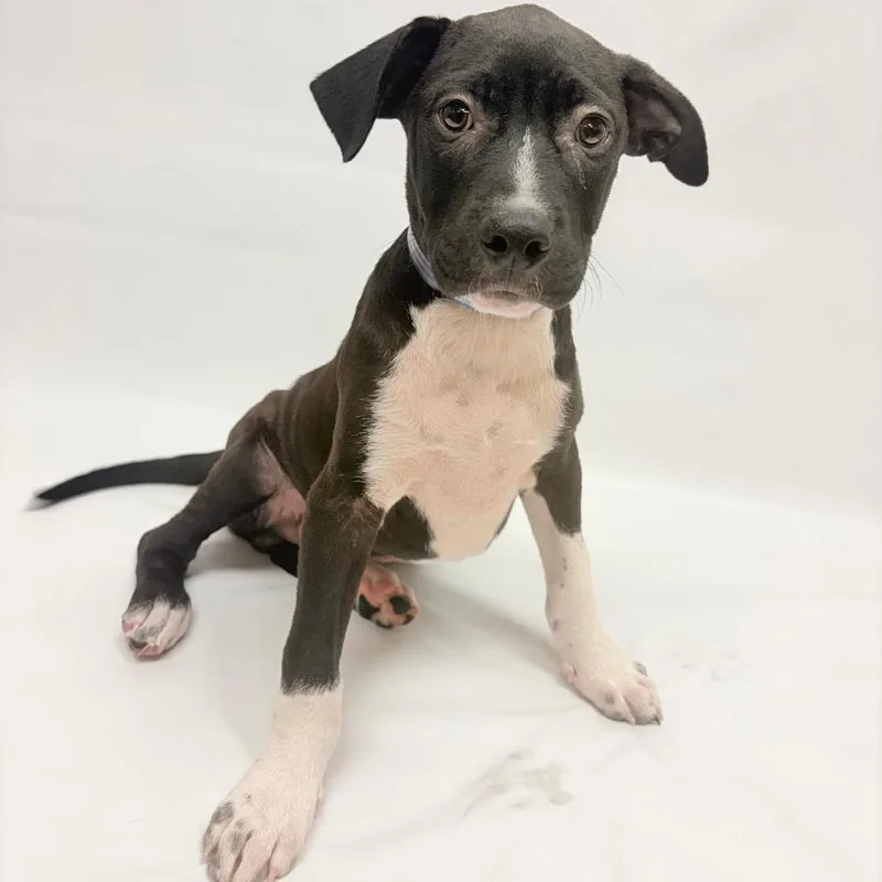 A baby small-sized male Pit Bull Terrier dog named Loki for adoption in Parker, CO