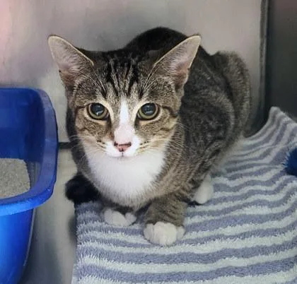 A baby small-sized male Domestic Short Hair cat named Rocket Man for adoption in Fishers, IN