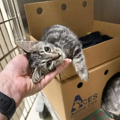 A baby small-sized male Brown / Chocolate Domestic Short Hair cat named Sleepy for adoption in Novelty, OH