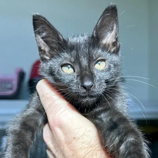 A baby small-sized female Black Domestic Short Hair cat named Dream for adoption in Matteson, IL