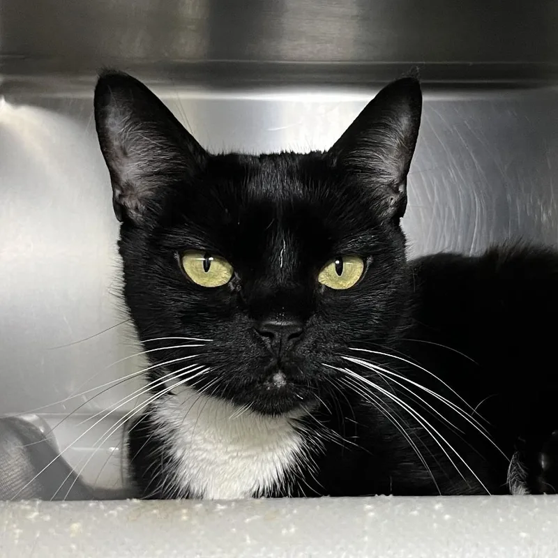 An adult medium-sized female Black Domestic Short Hair cat named Domino for adoption in Palm Springs, CA