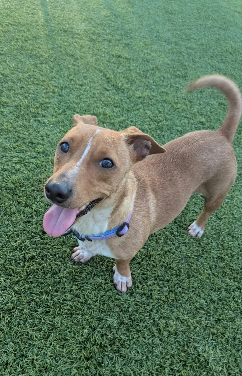 A young small-sized female Golden Dachshund dog named Josie for adoption in Cedar Rapids, IA