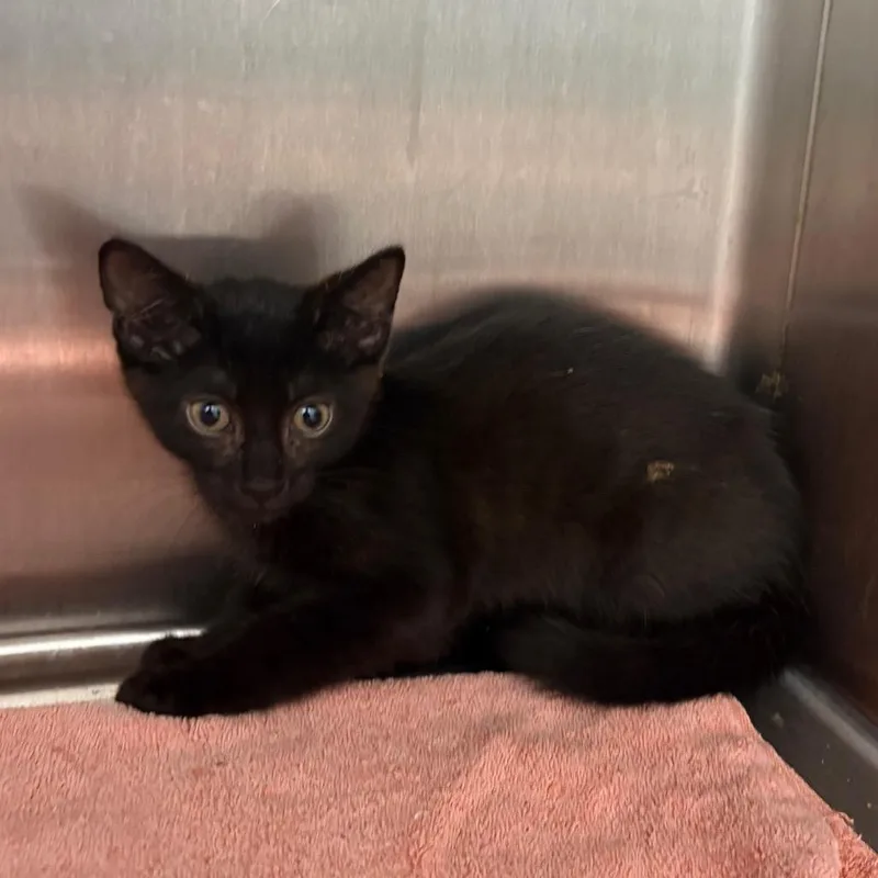 A baby small-sized female Black Domestic Short Hair cat named Broccoli for adoption in Morganton, NC